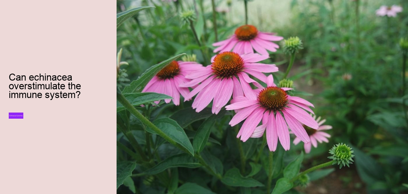 Can echinacea overstimulate the immune system?