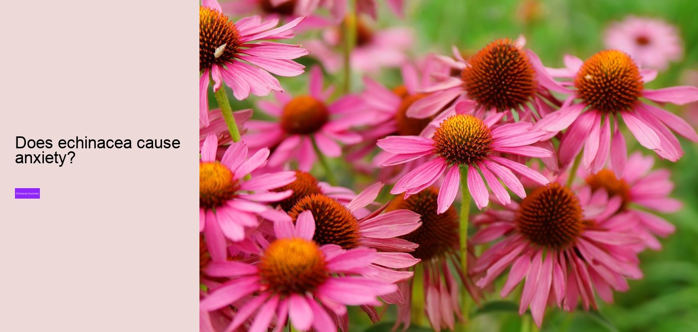 Does echinacea work immediately?