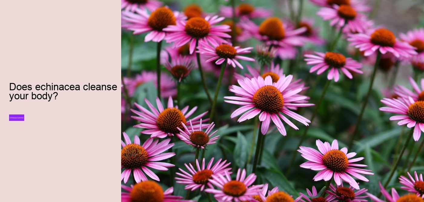 Does echinacea help with fatigue?