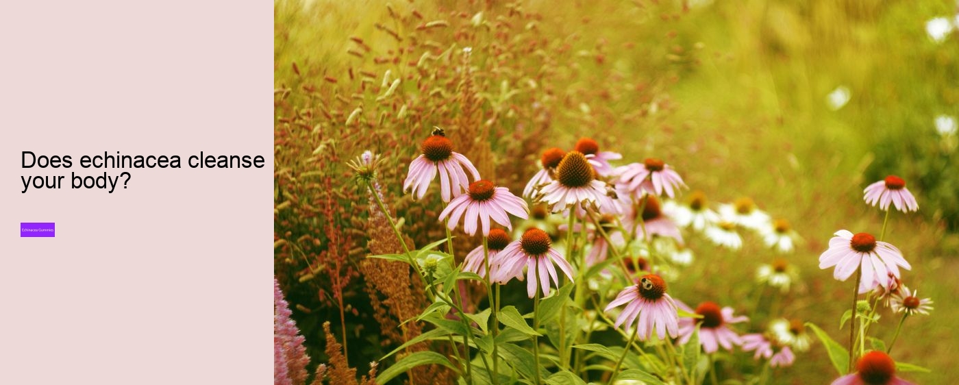 Is echinacea hard on the liver?