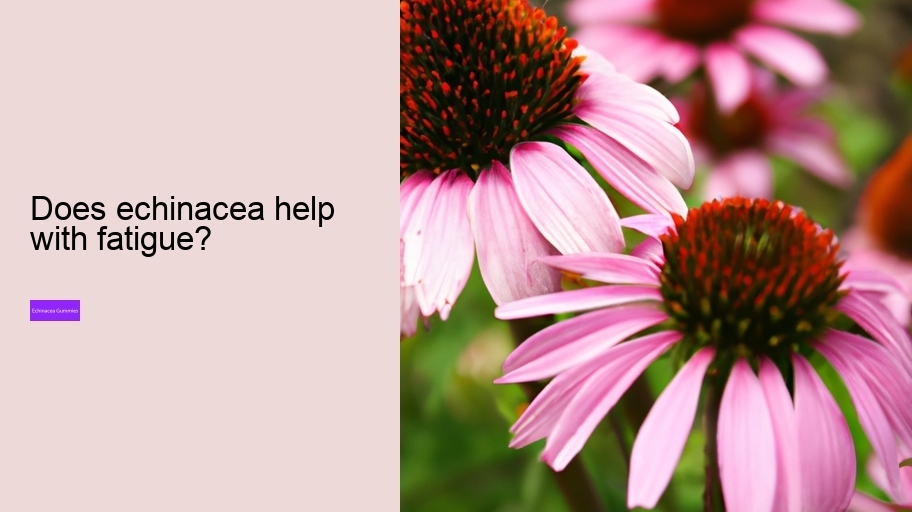 Does echinacea help with fatigue?