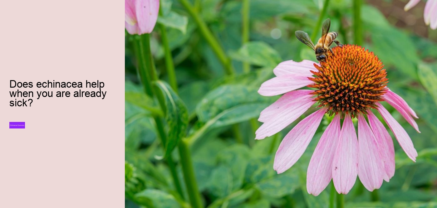 What does echinacea do to the brain?