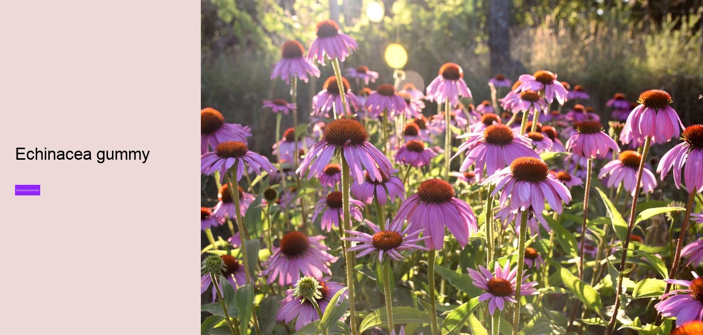 Does echinacea increase histamine?