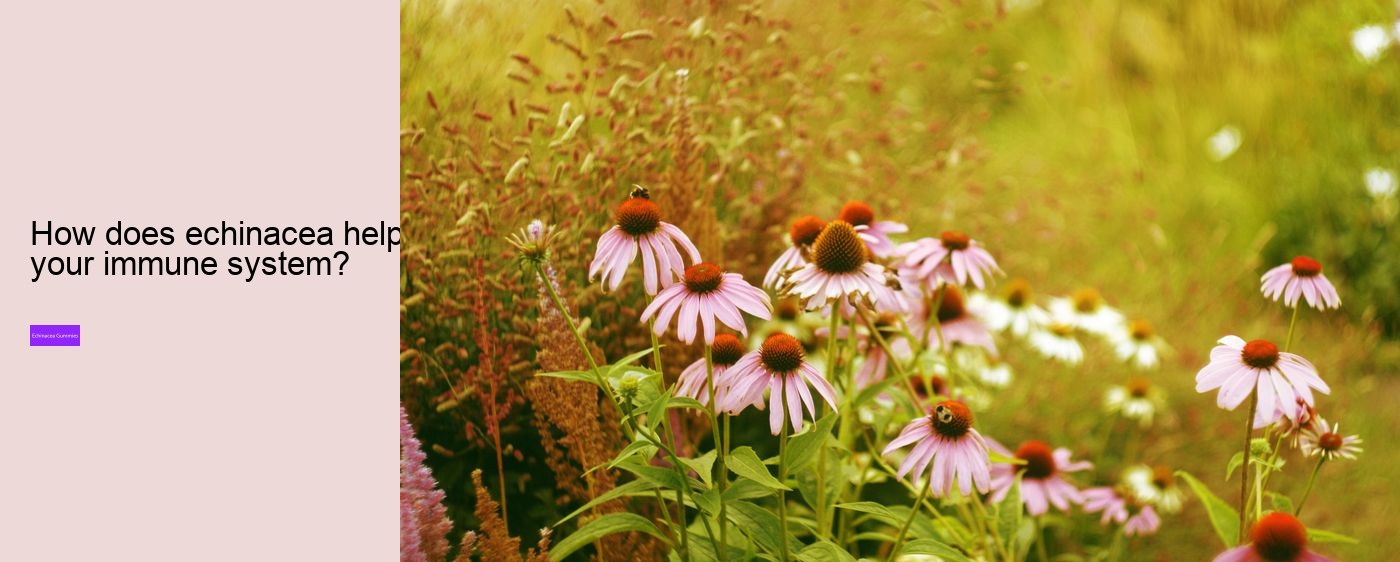 Is echinacea hard on the liver?