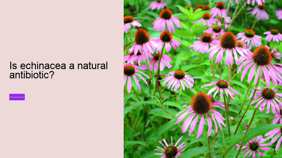 Is echinacea a natural antibiotic?