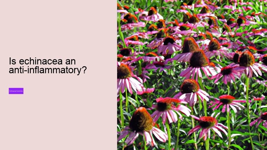 Is echinacea an anti-inflammatory?