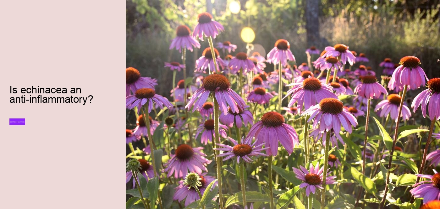 Who should not take echinacea?