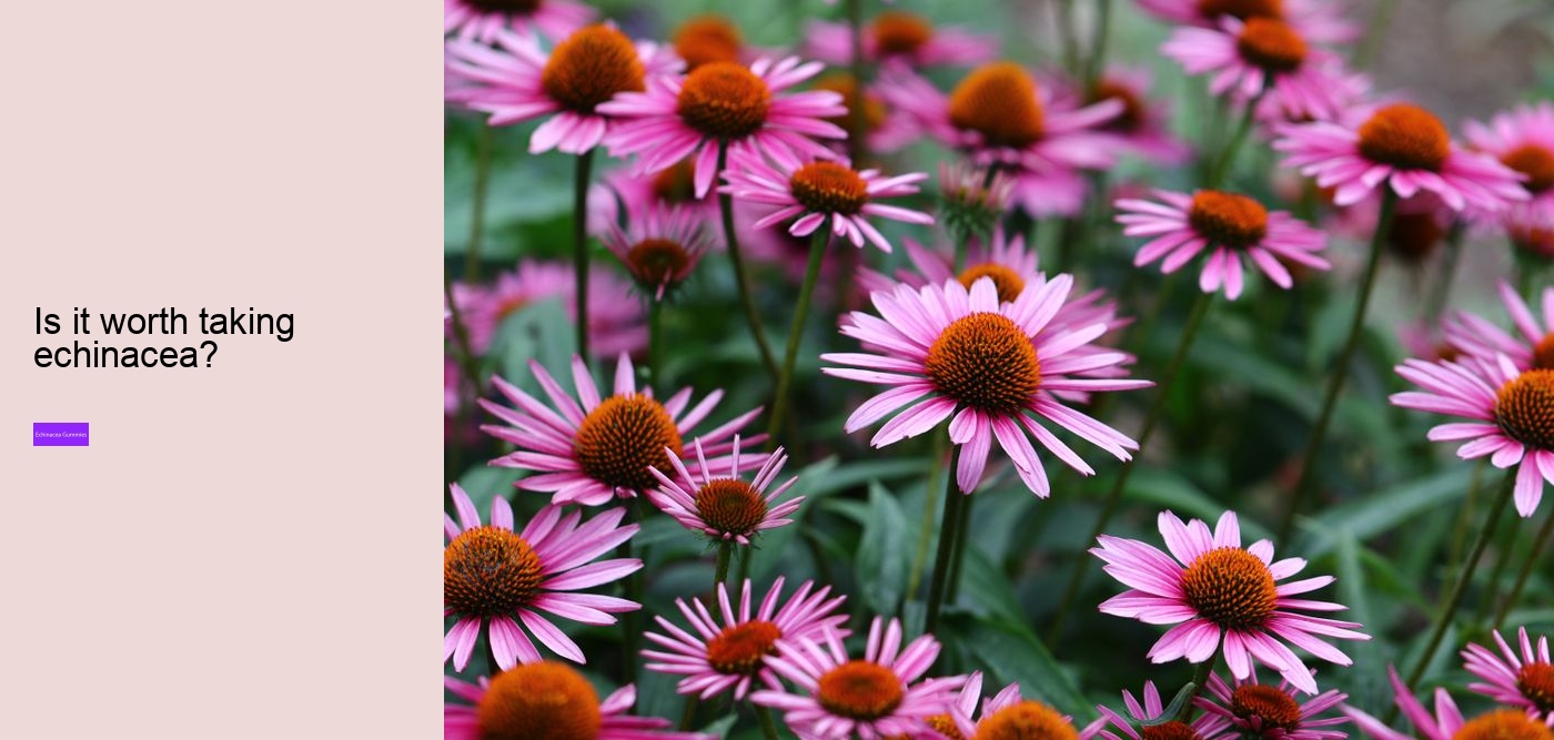 Is echinacea an anti-inflammatory?