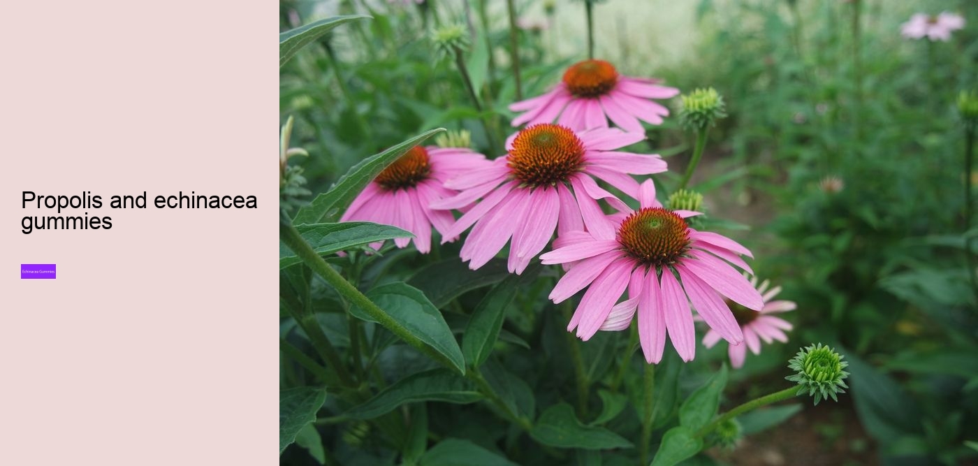 echinacea nature valley gummies