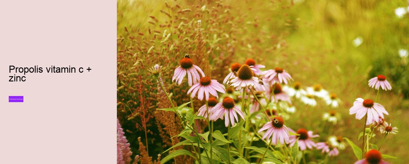 zinc and echinacea gummies