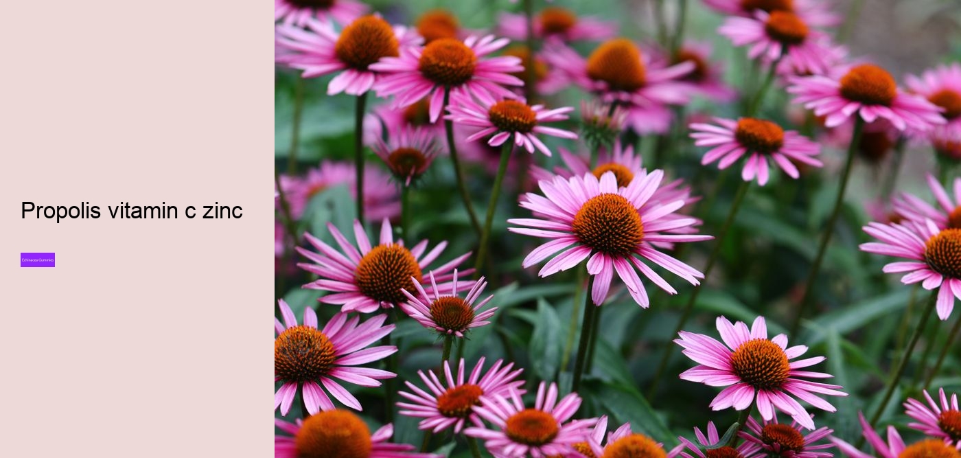 How much echinacea can I take a day?