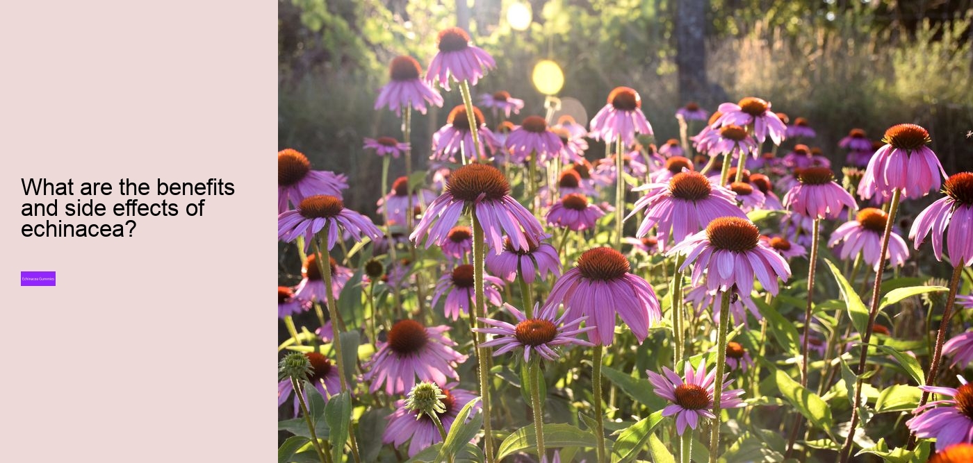 Does echinacea help with fatigue?