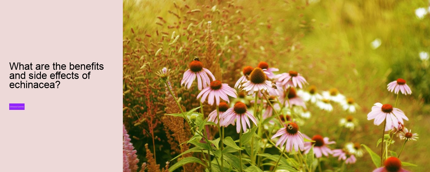 What drugs does echinacea interact with?