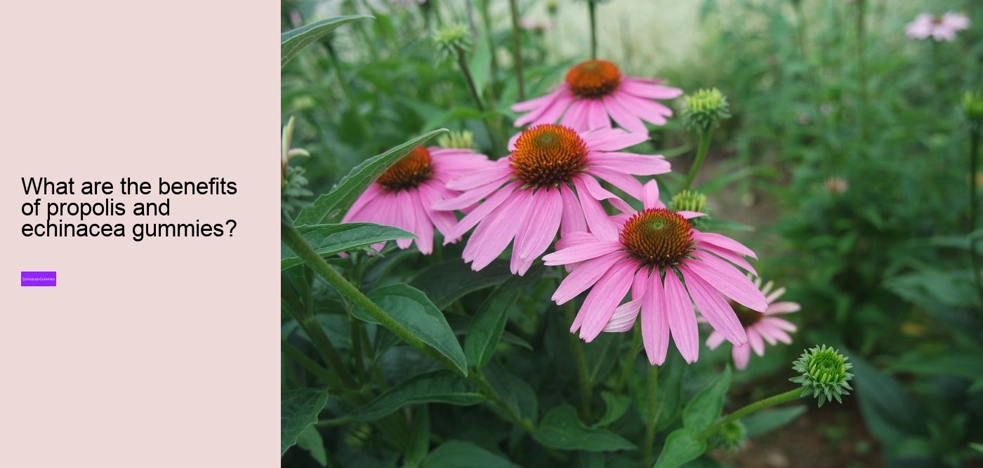 What are the pros and cons of echinacea?