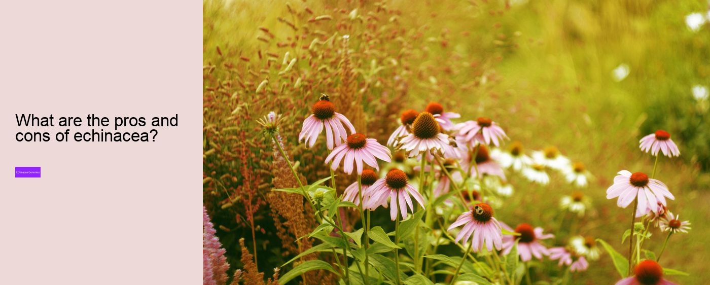 Does echinacea affect sleep?