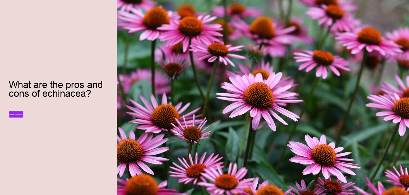 Does echinacea react with anything?