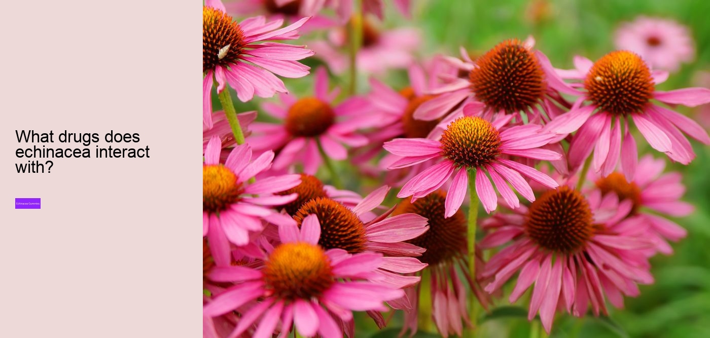 What drugs does echinacea interact with?