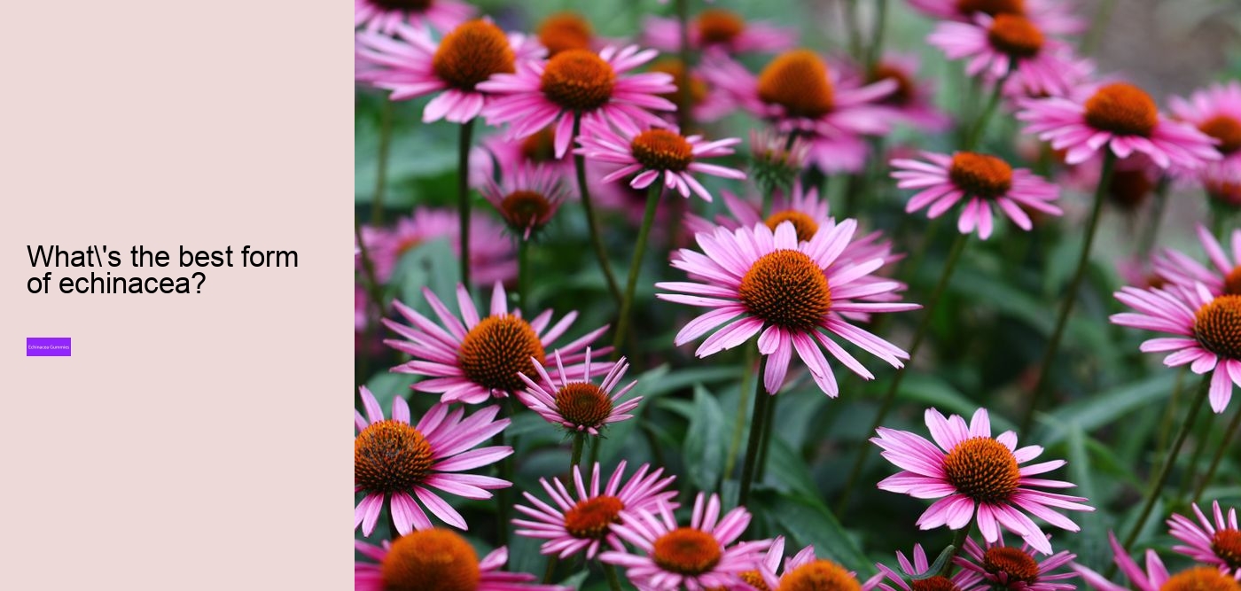 Is echinacea good for anxiety?