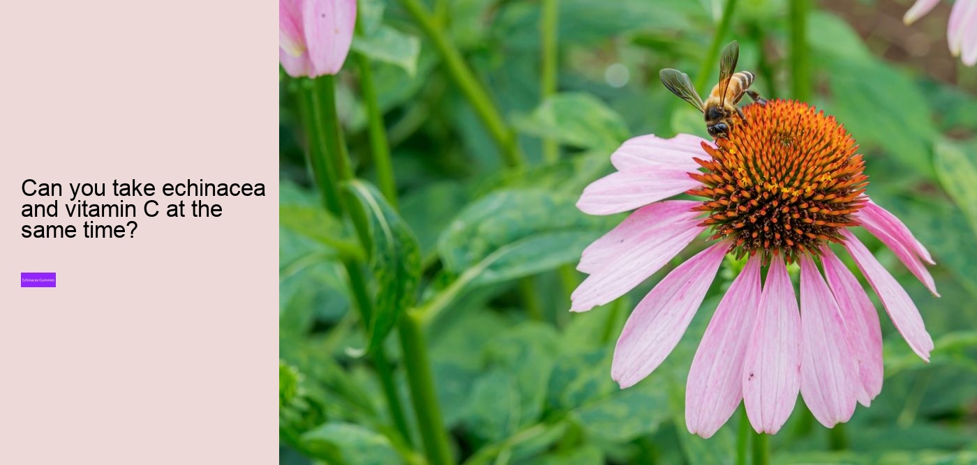 Can echinacea overstimulate the immune system?