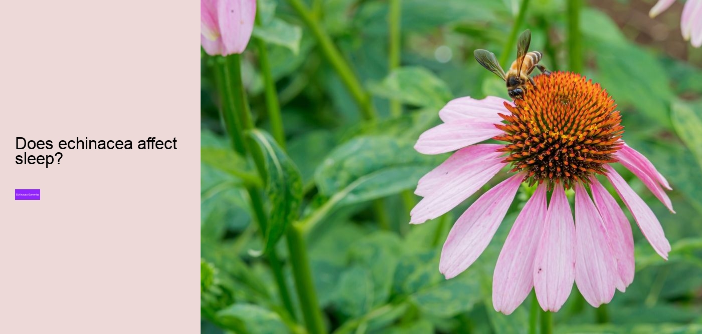 What does echinacea do for hormones?