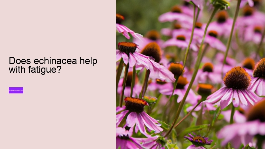 Does echinacea help with fatigue?