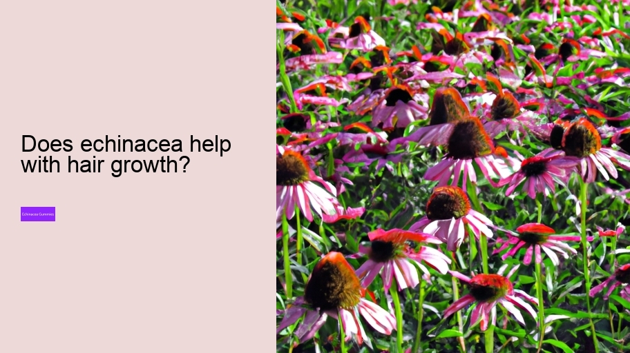 Does echinacea help with hair growth?