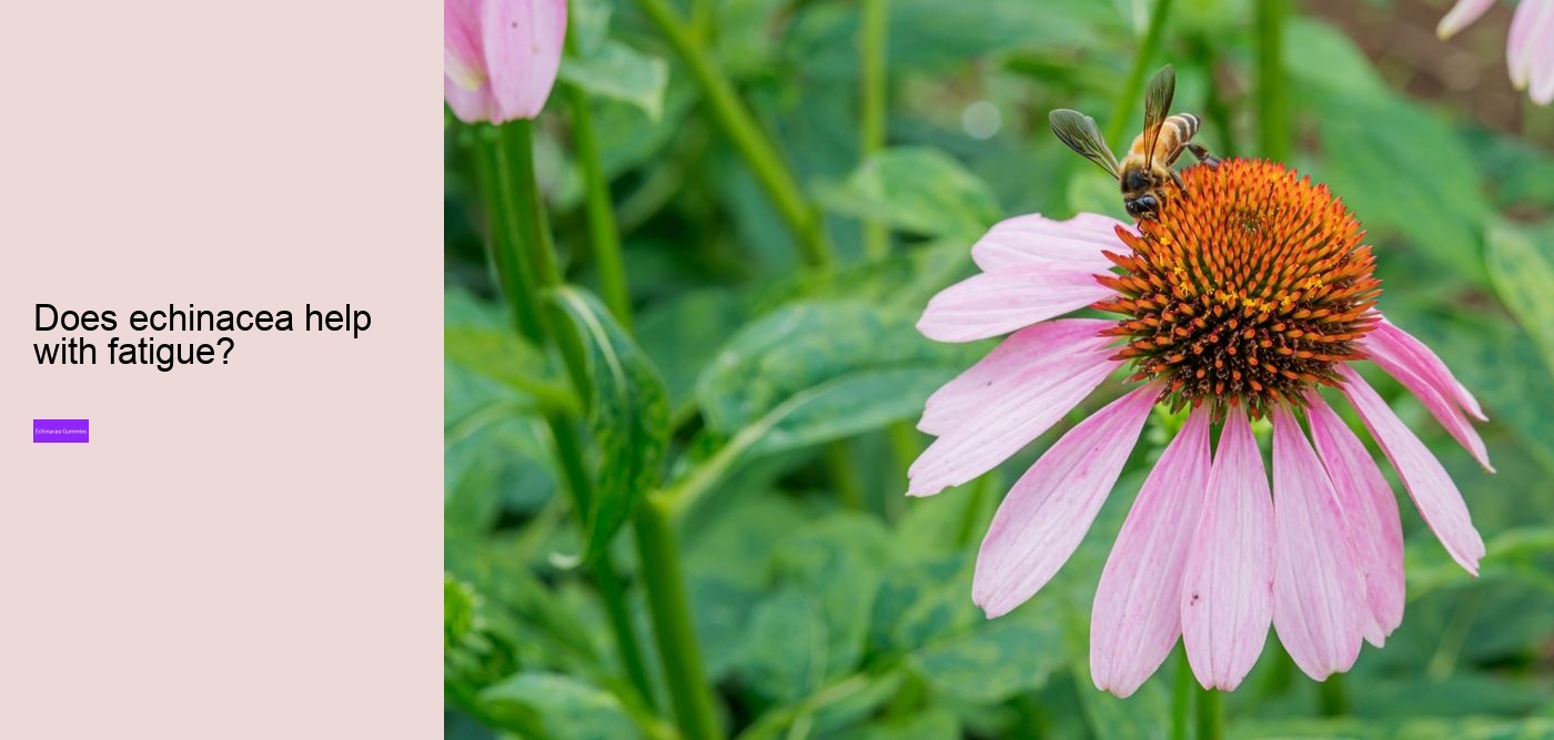 Does echinacea help with hair growth?