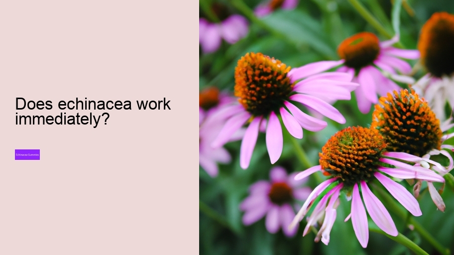 Does echinacea work immediately?