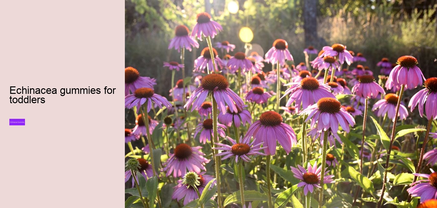 Does echinacea work immediately?