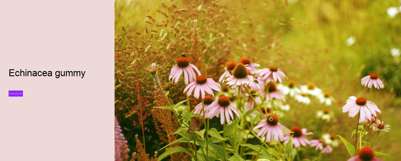 echinacea gummy bears