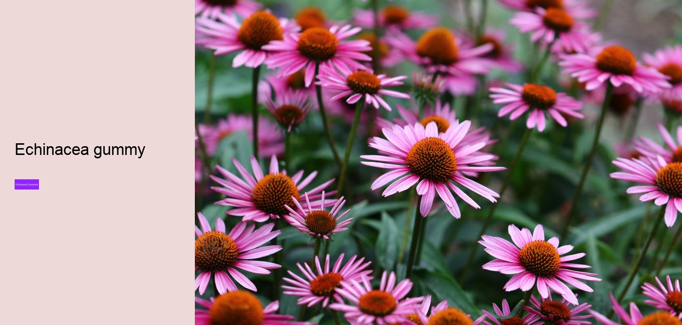 Can echinacea overstimulate the immune system?