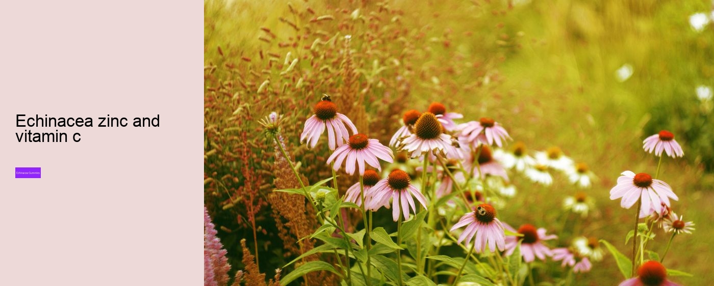 echinacea and zinc