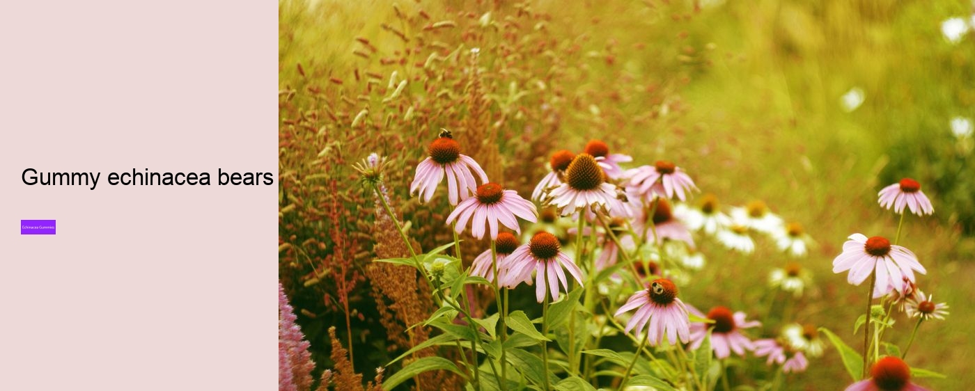 What vitamins are in echinacea?