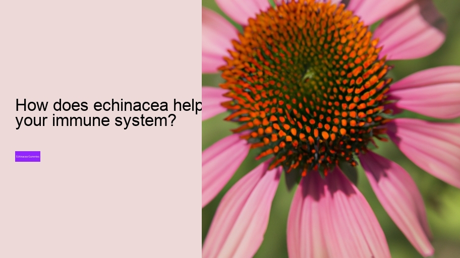 How does echinacea help your immune system?