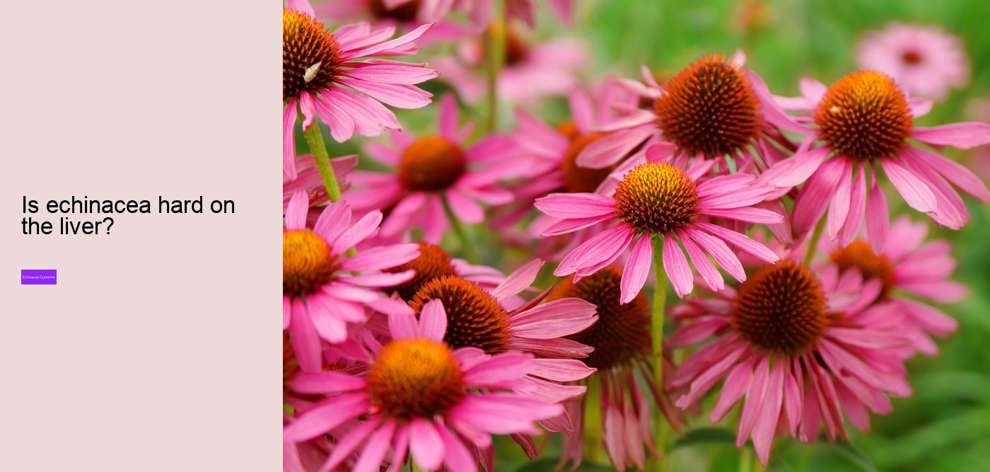 Why not take echinacea on an empty stomach?