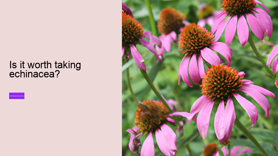 Is it worth taking echinacea?