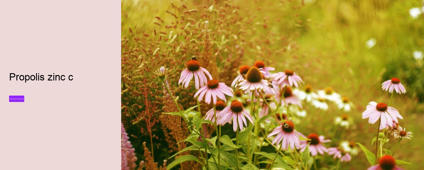 Is it OK to take echinacea every day?