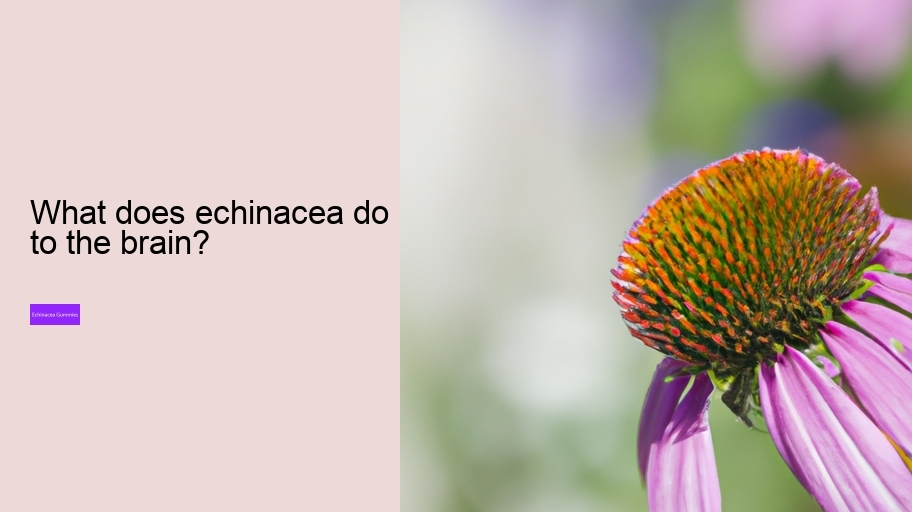 What does echinacea do to the brain?