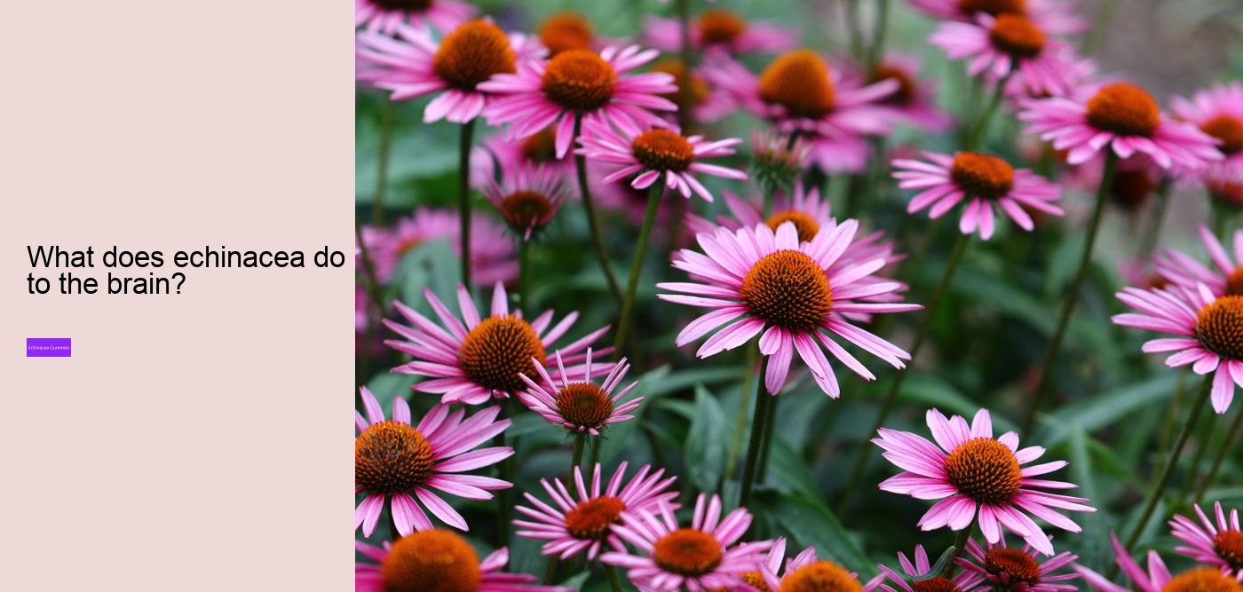 Does echinacea help when you are already sick?