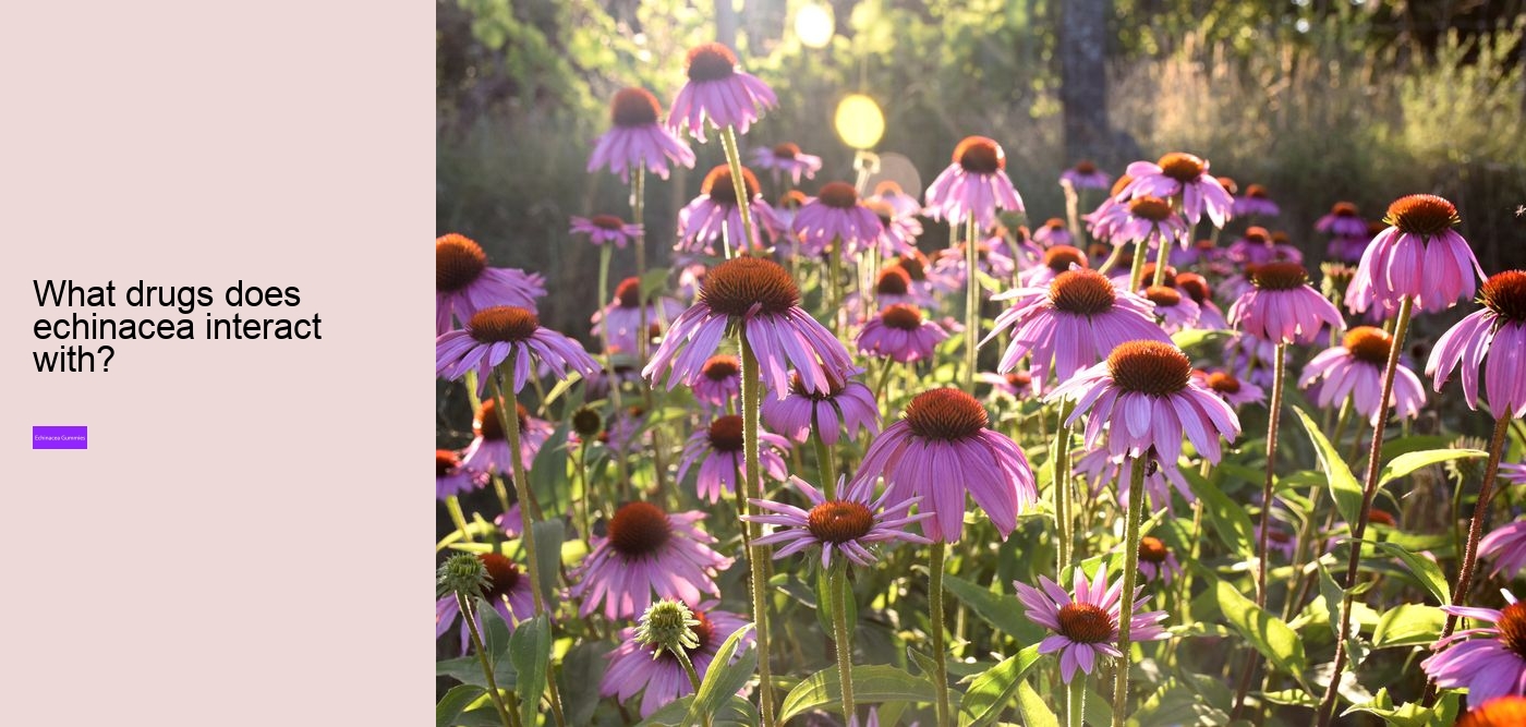 Does echinacea give you energy?