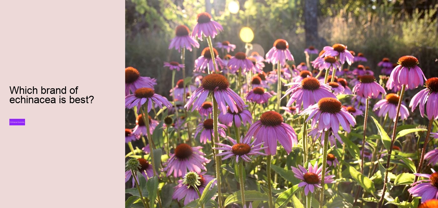 Who should not take echinacea?