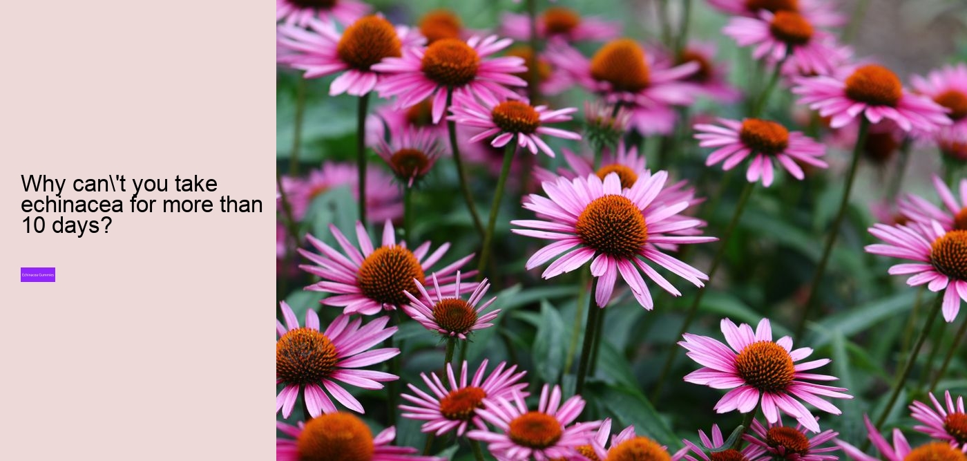 Can I take echinacea supplements everyday?