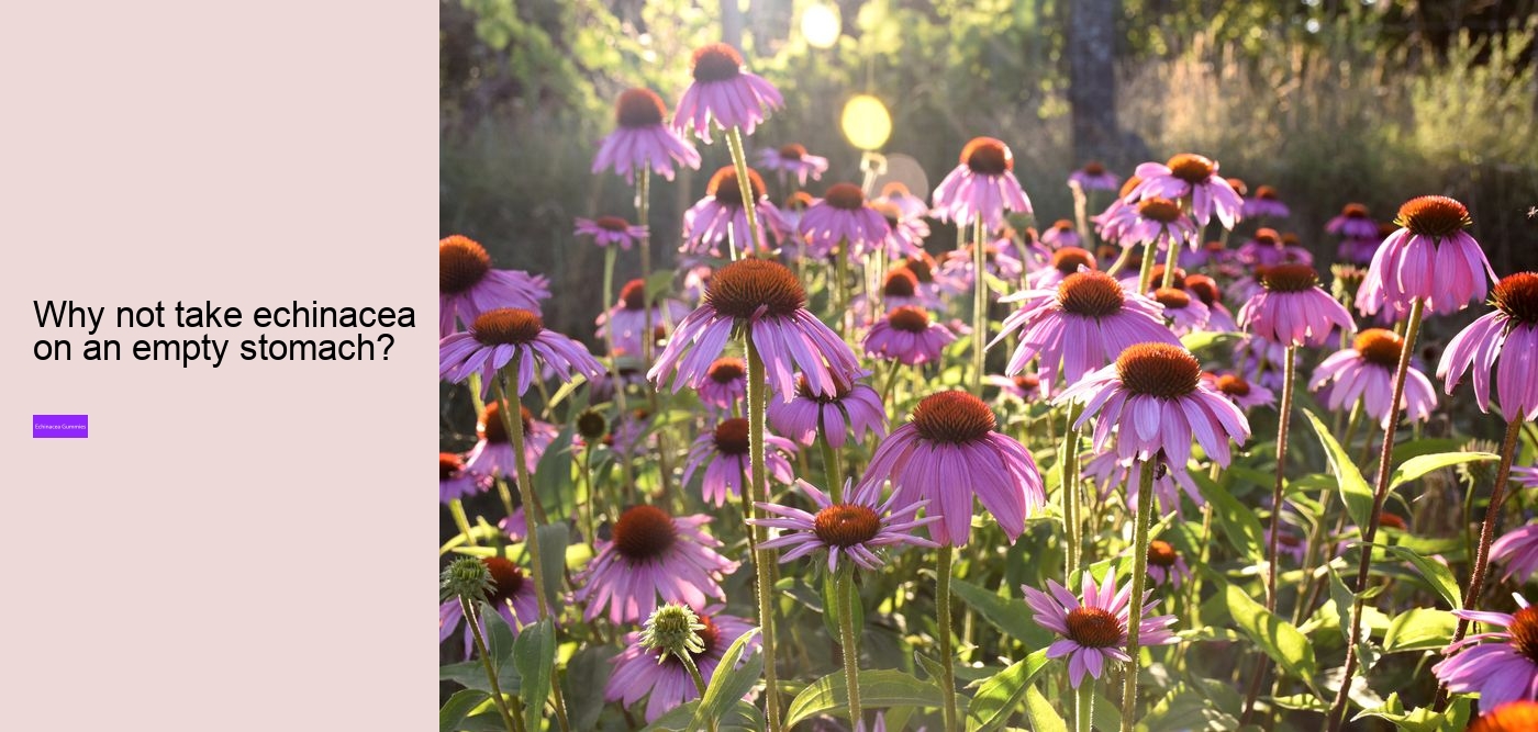 What vitamins are in echinacea?