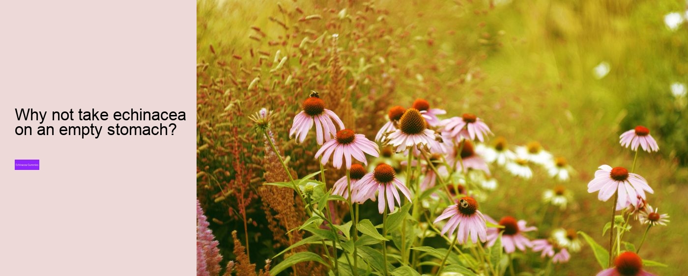 What does echinacea do to the brain?