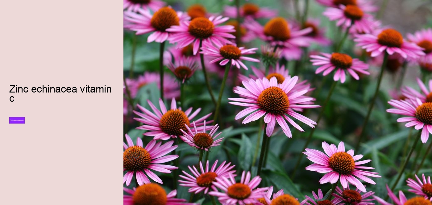 Why should you not take echinacea everyday?